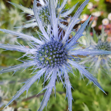 Eryngium