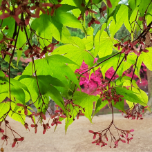 Sunlight thru Acer