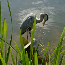 Heron