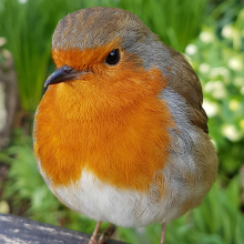 robin
