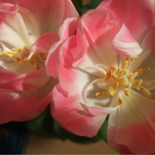 Open tulips