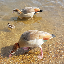 Swimming with mum and dad