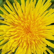 Dandelion