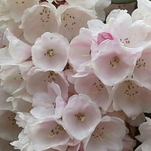 white bell rhodies