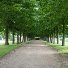Tree Avenue