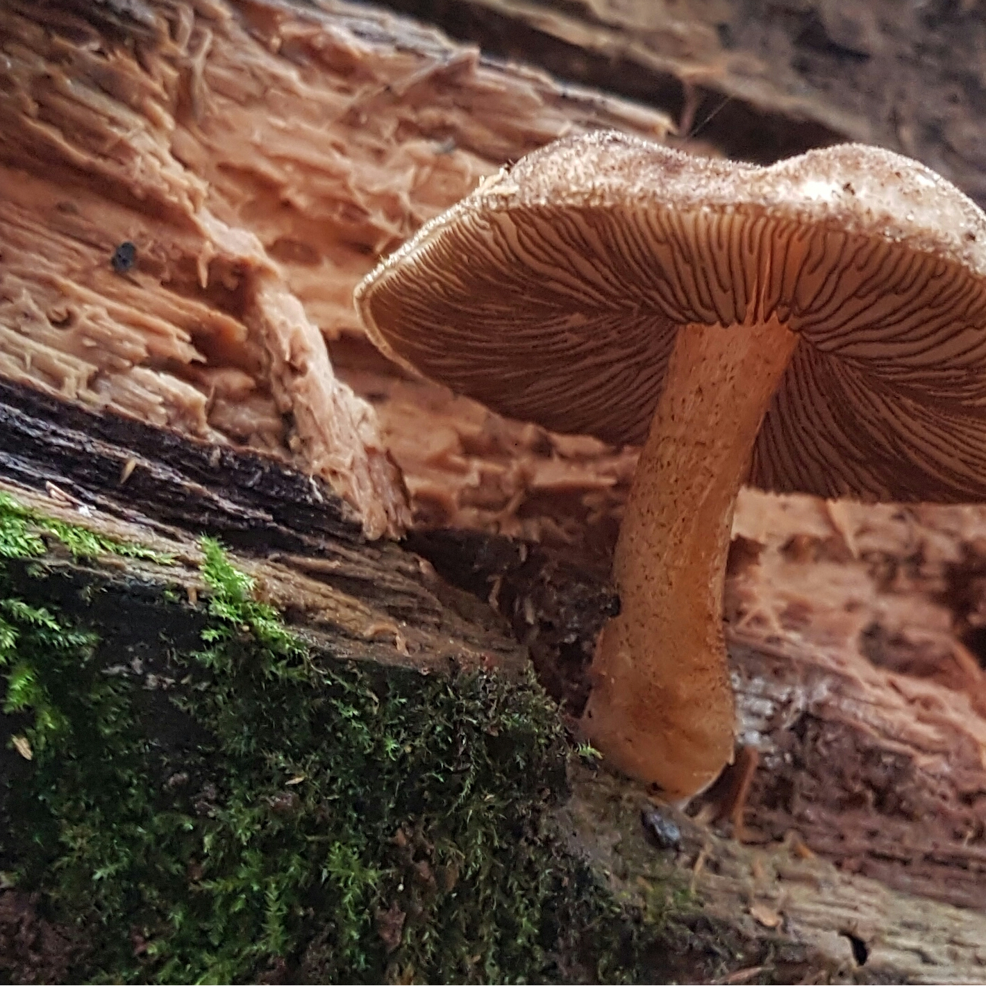 Fungi