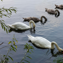 Feeding time on the pond