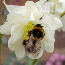 Bee on Aquilegia