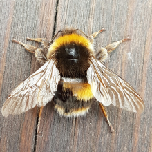 Bee