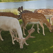 Young deer