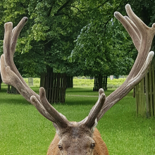 Stag