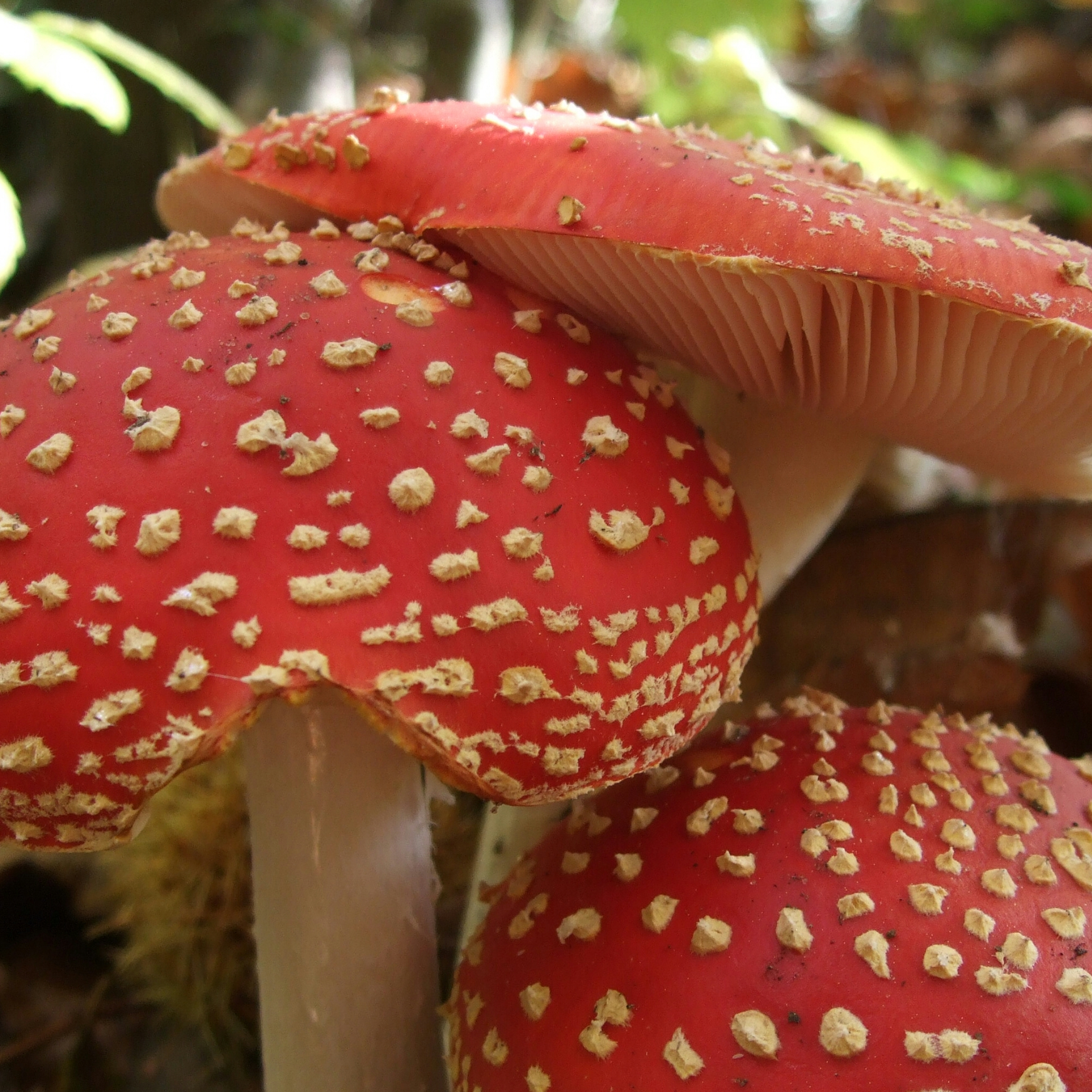 Fly agaric
