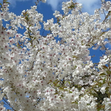 Wedding blossom!
