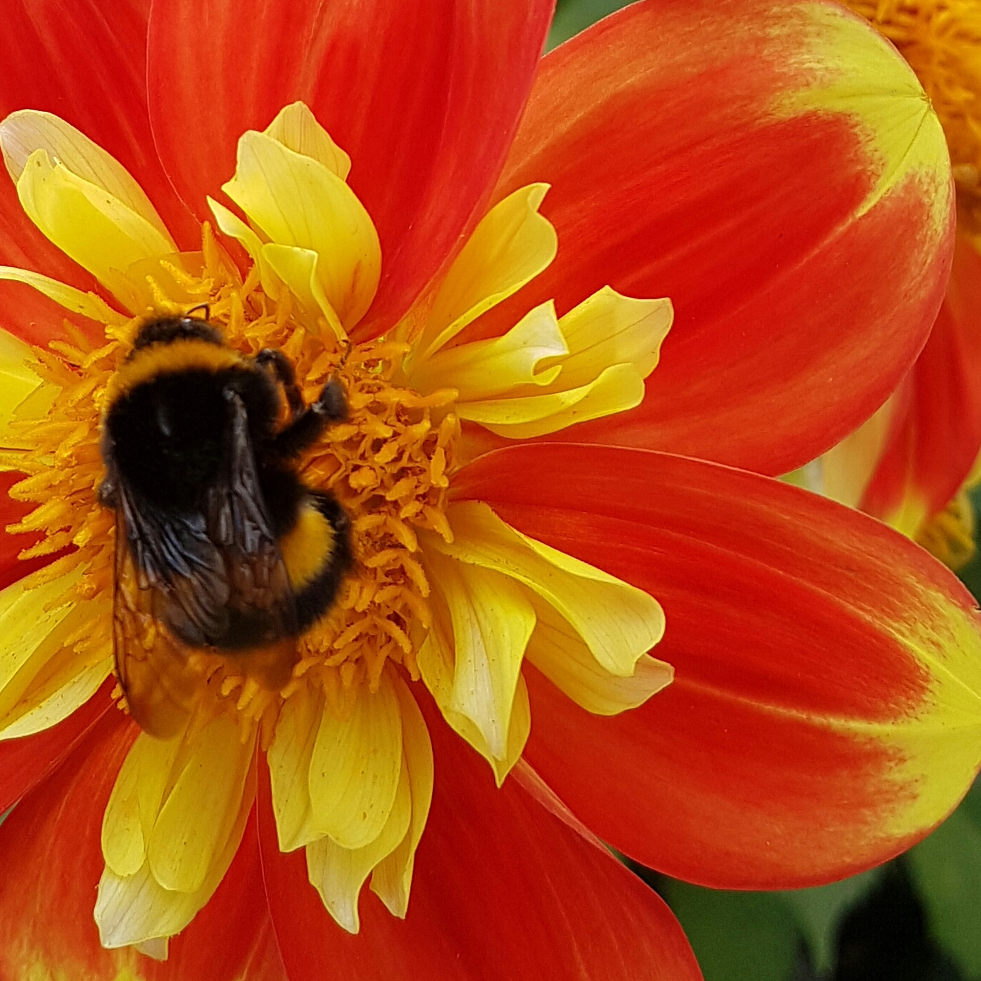 Bee on Dahlia