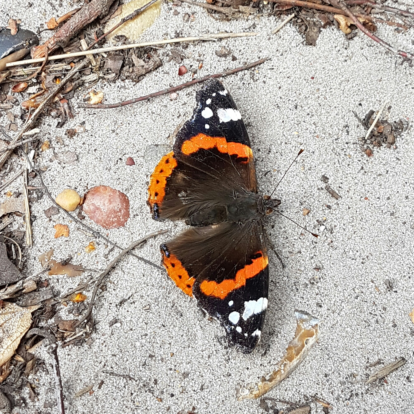 Red Admiral