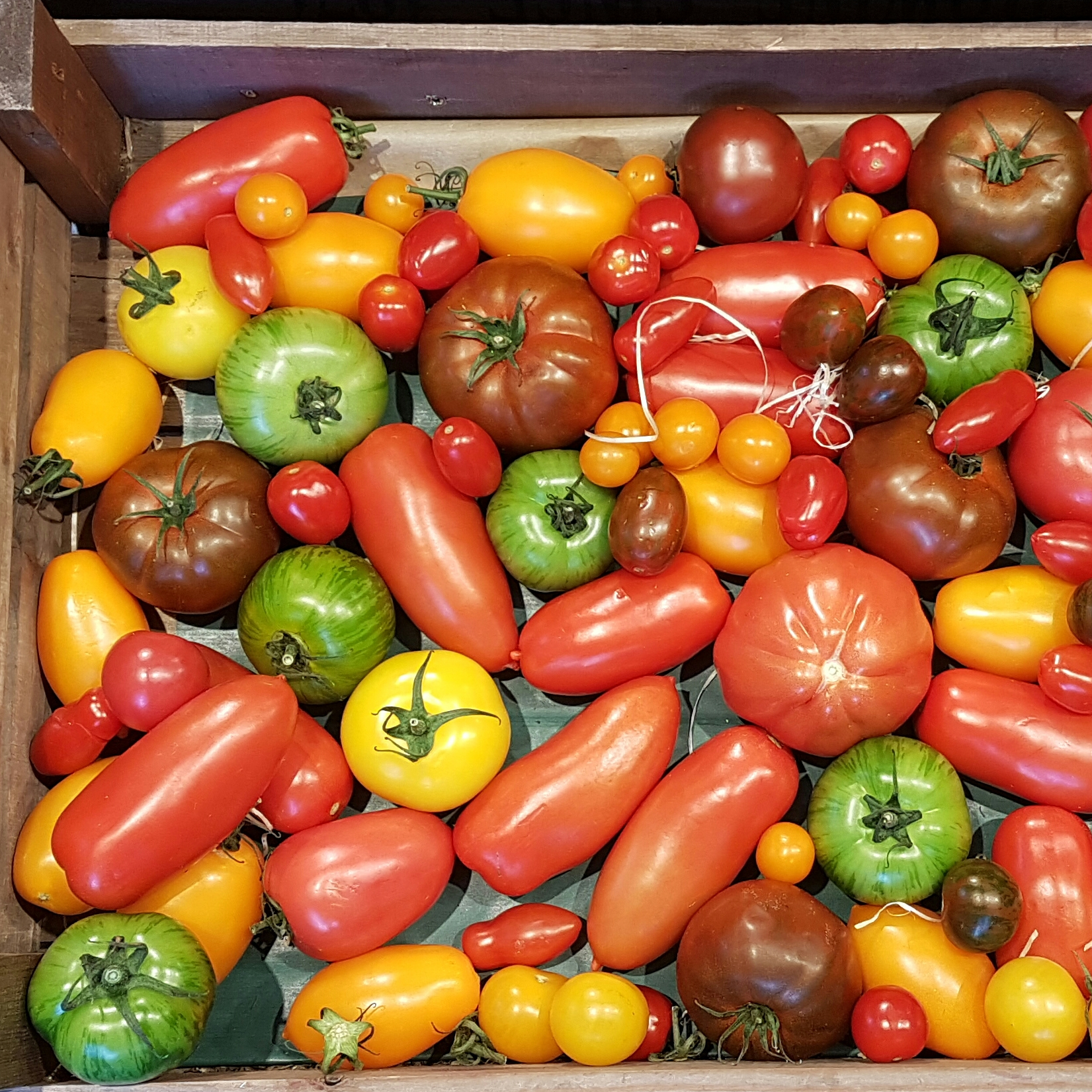 Tomatoes!