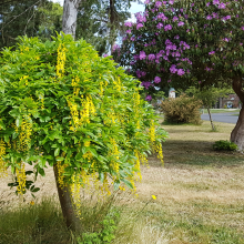Laburnum dwarf