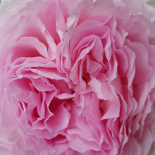 Rose close up