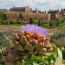 Cardoon at the palace