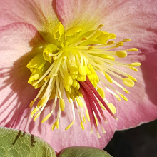 Hellebore inner