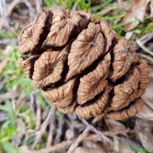 Wellingtonia cone