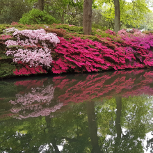 Still Pond