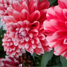 Dahlias
