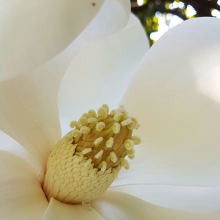 Magnolia grandiflora