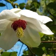 Magnolia Sieboldii