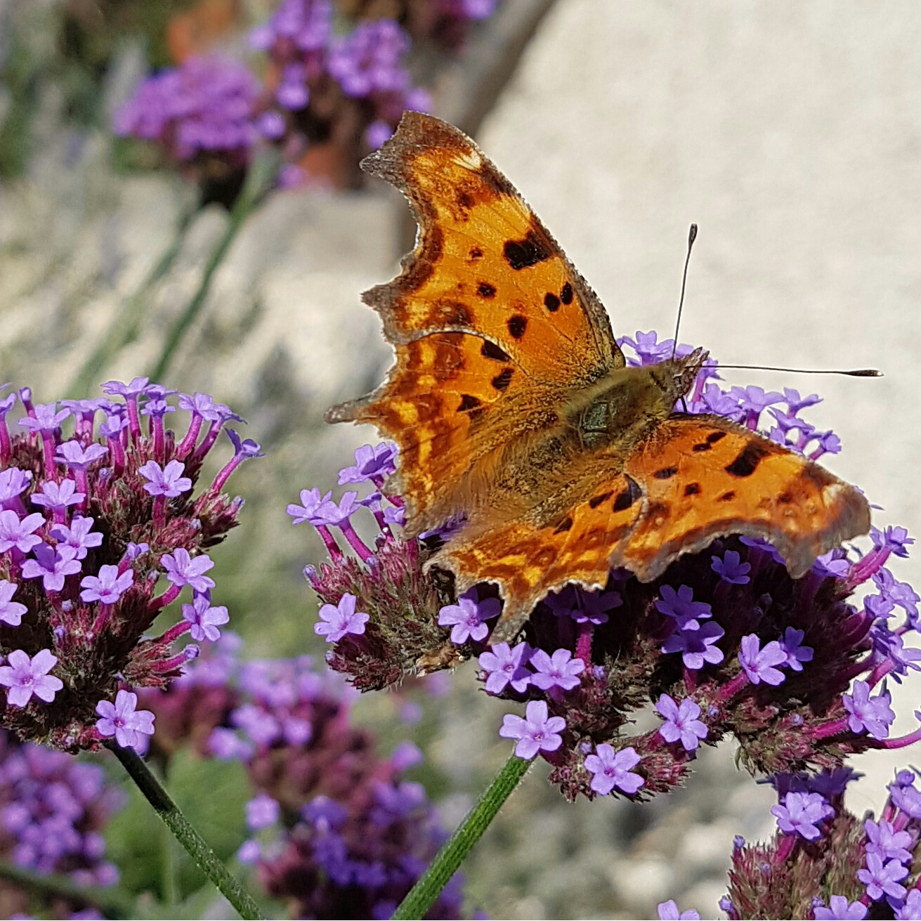 Comma Painshill
