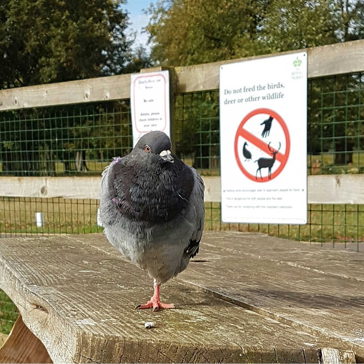 Pigeon