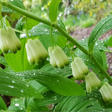 Wet Solomons seal
