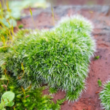 Moss