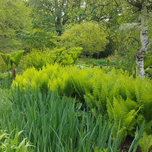 Bog garden