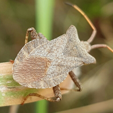 Dock Bug