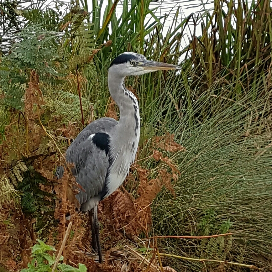 Autum heron
