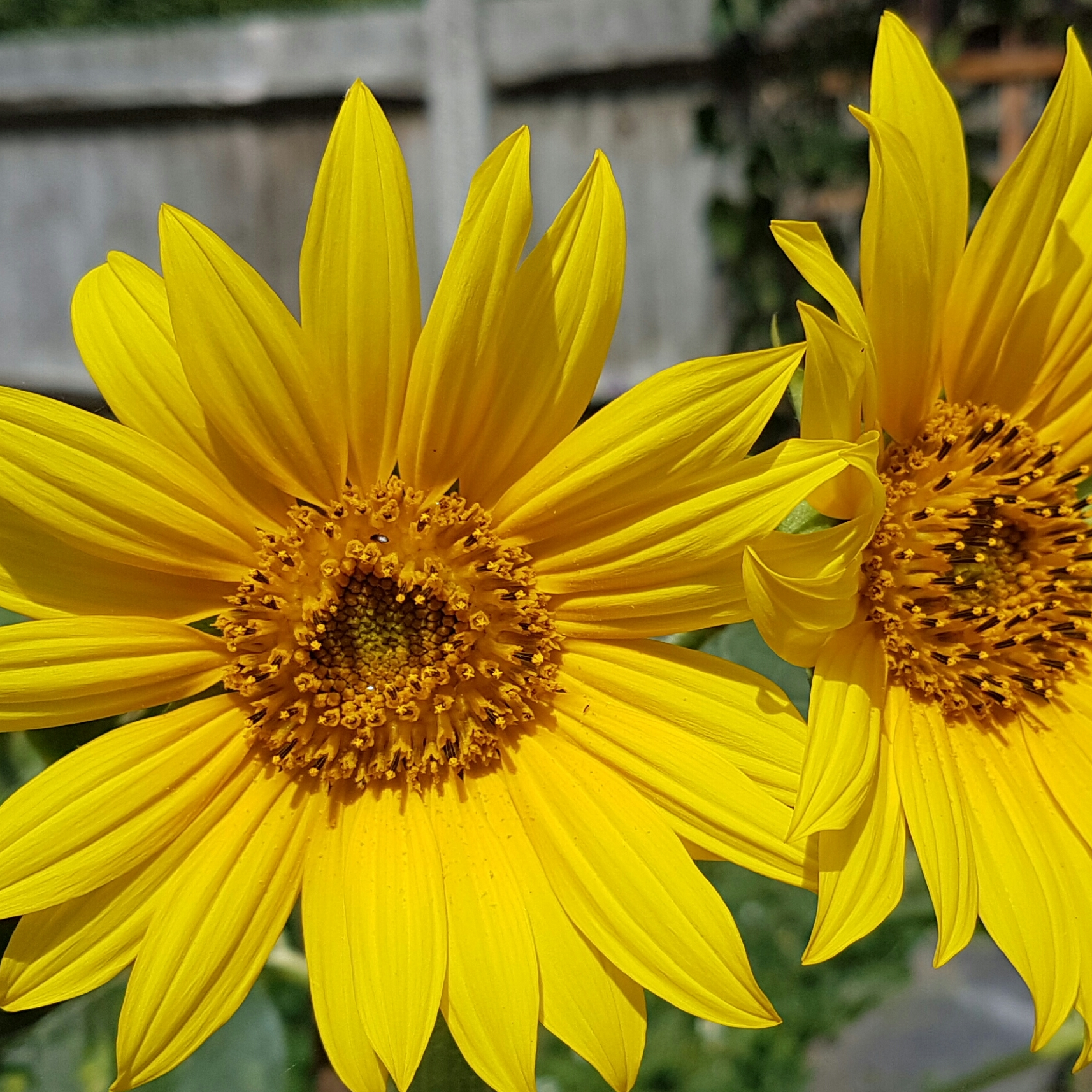 Sunflowers
