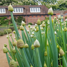 Onions!