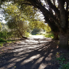 Dappled sun