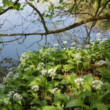 Wild garlic