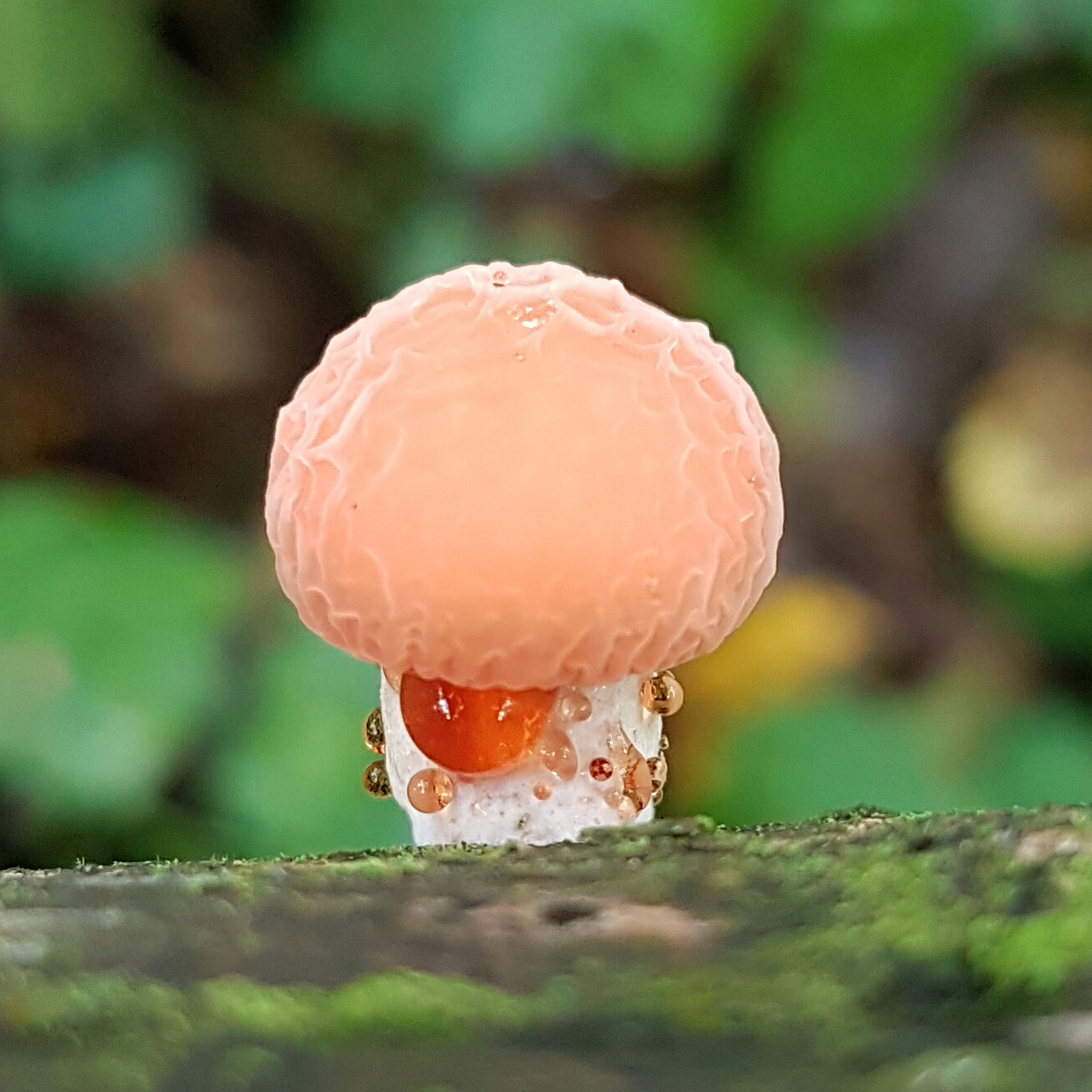 Wrinled peach baby