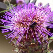 Bee on cardoon
