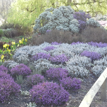 Heather garden
