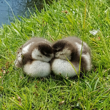Snuggly Goslings