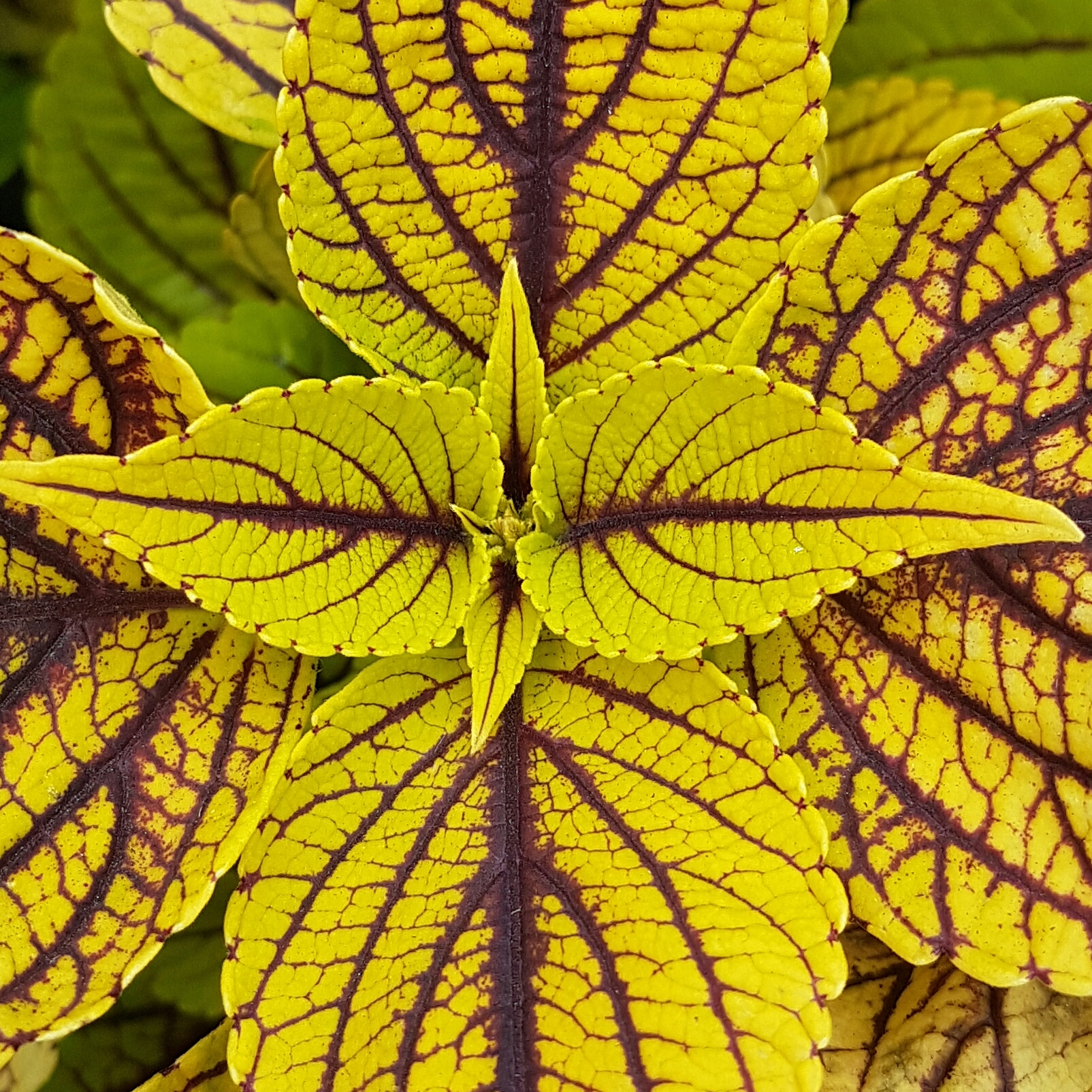 Coleus