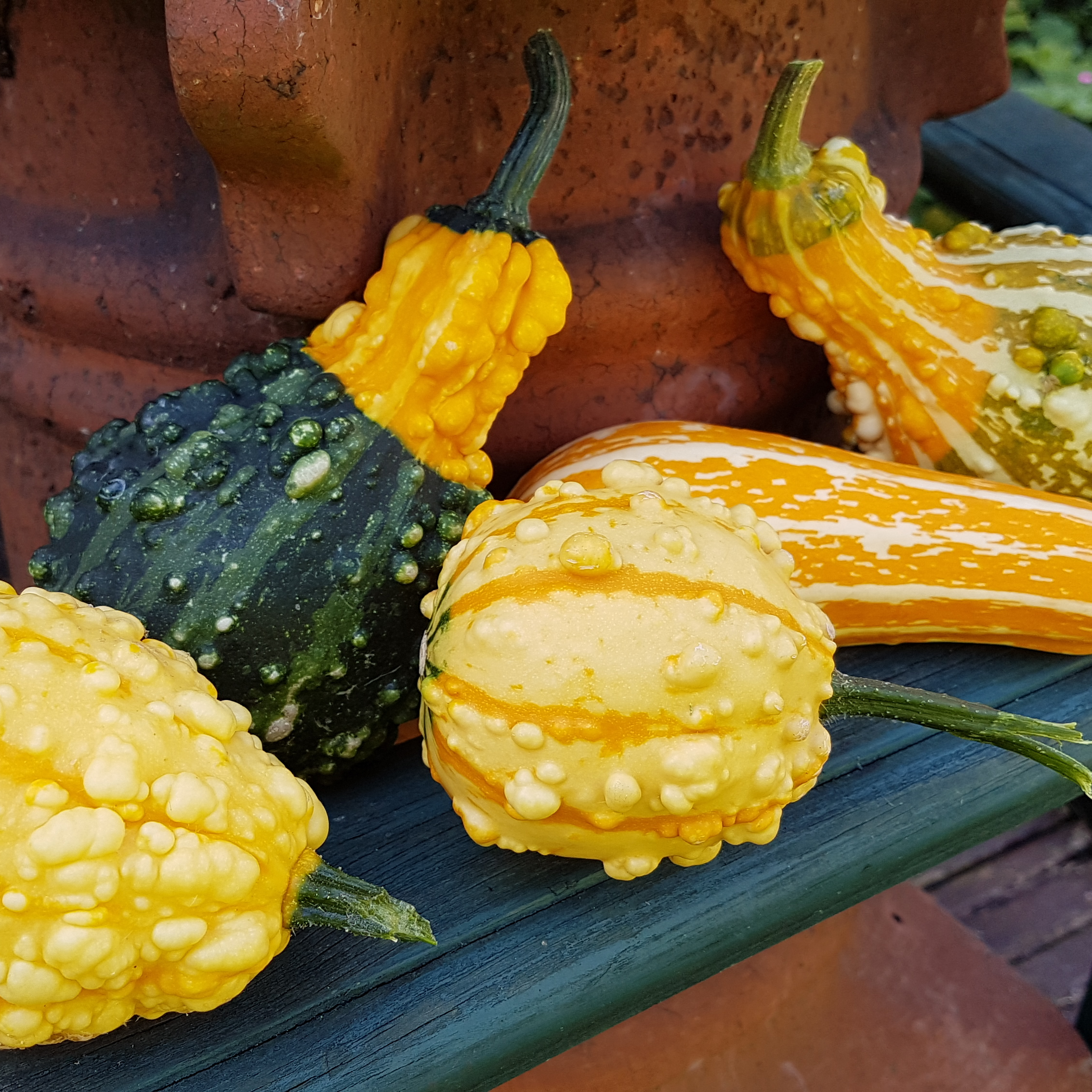 Louis and Gillians gourds