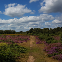 Heather on Fairmile