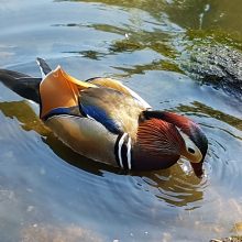 Mandarin