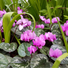 cyclamen
