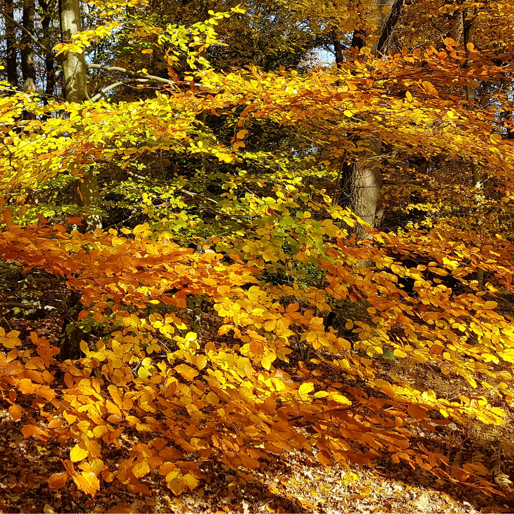 Autumn Colour